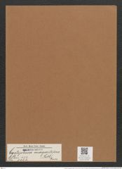 Cystopleura margaritifera (Rabh.) Kunze (de-Toni-Nr.: Genus 103, Species 3122) Zeichnungen Sammlung Grunow Mappe 03359 (Herbarium_W_Grunow_drawings_Folder_03359)